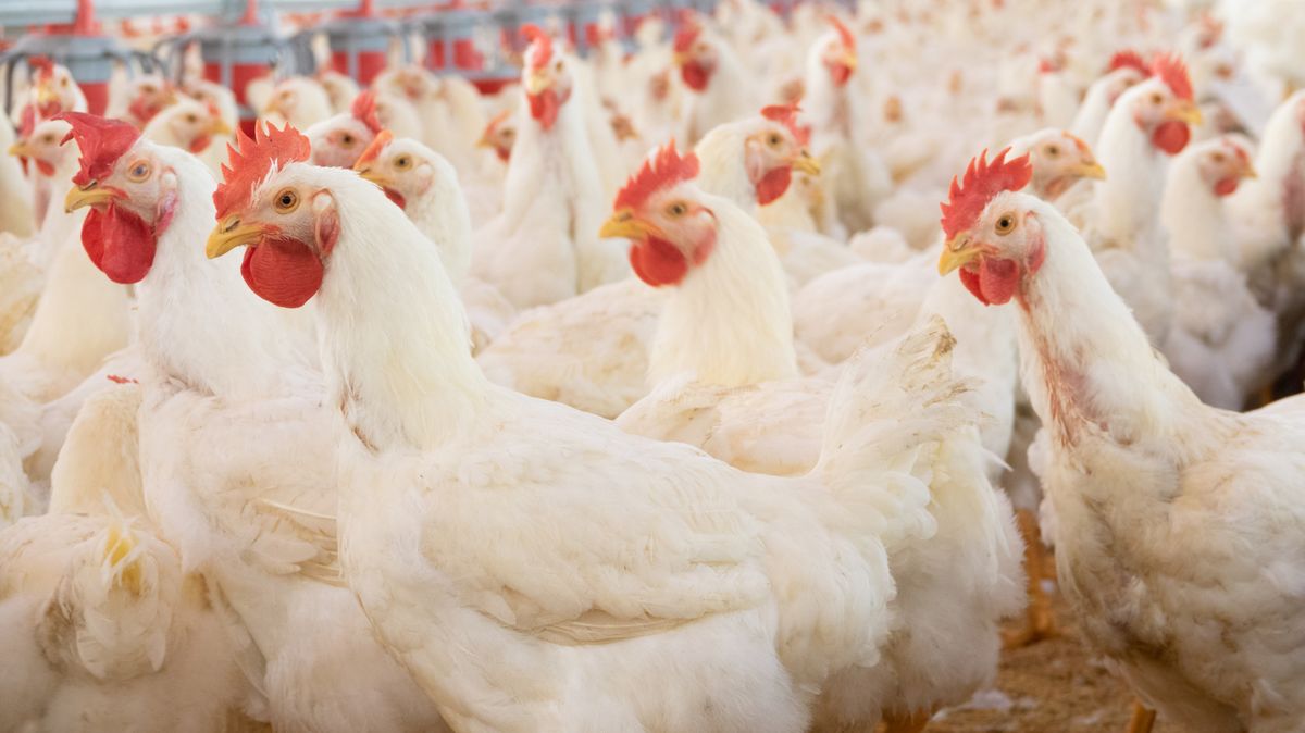 Drůbežáři: Likvidace 73 tisíc slepic kvůli ptačí chřipce ceny vajec neovlivní